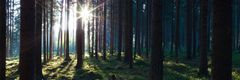 Aurinko paistaa metsässä.