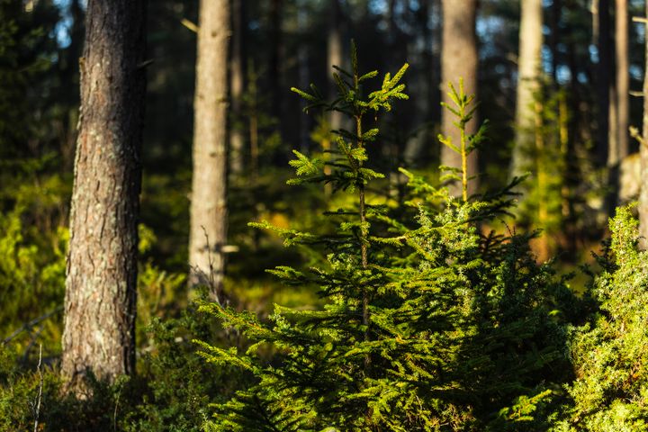 Kuva: Jussi Vierimaa