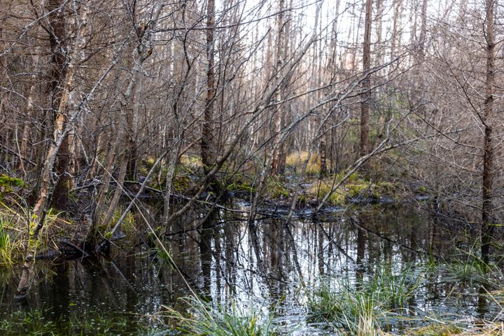 Metsälampi ja puita