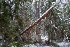 Kullan luonnonsuojelualue talvella 2024