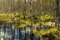 Kosteikkoa Kullan luonnonsuojelualueella keväällä 2025.