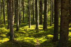 Kullan luonnonsuojelualue keväällä 2025