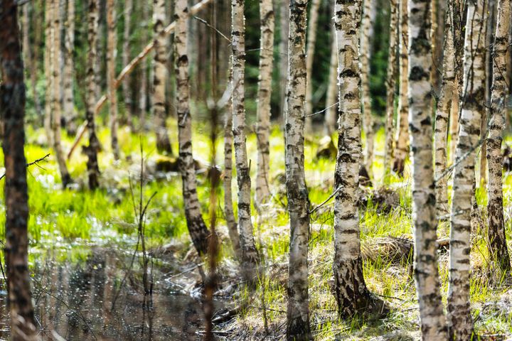 Kuva: Jussi Vierimaa