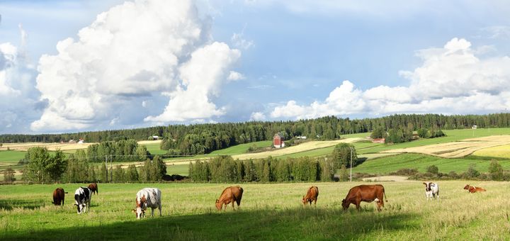 Hyypänjokilaakson maisemakuva, etualalla lehmiä