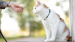 Koirien ravinnon ja elinympäristön yhteyksistä niiden kroonisiin sairauksiin on vahvaa tutkimusnäyttöä. Kissoista vastaavaa ei ole. CatRisk-tutkimus muuttaa tilanteen.