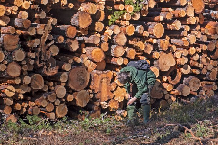Inarin yhteismetsän ikimetsistä hakattu puu on koottu pinoihin, joista löytyy kaiken ikäistä puuta 300-vuotiaista lahoista jättiläisistä energiarankoihin. Puut ovat menossa energiapuuksi eli poltettaviksi.