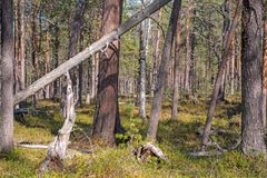 Inarin yhteismetsän ikimetsää, joka on paraikaa hakkuissa.