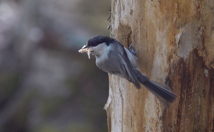 Hallituksen metsäpäätös jättää esimerkiksi Uudenmaan arvokkaimpia lintumetsiä suojelun ulkopuolelle. Ennen yleinen metsälintu hömötiainen on nykyään erittäin uhanalainen vanhojen metsien hakkuiden takia.