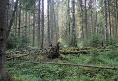 Esimerkiksi Hausjärven Selänoja on jäämässä hakkuu-uhan alle. Riihimäen tuntumassa sijaitsevassa metsässä tehtiin 30 havaintoa uhanalaisista tai vanhan metsän indikaattorilajeista kesäkuussa 2021.