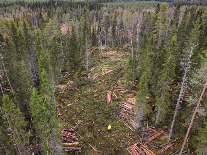 Metsäteollisuus hävittää uhanalaisten jäkälien, sammalien, kääpien ja lintujen esiintymiä ja elinympäristöjä jatkuvasti.