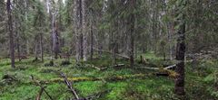 Kaupinvaaran luonnonmetsä ennen hakkuita. Metsästä tunnettiin runsas uhanalaisten ja silmälläpidettävien vanhojen metsien sammal-, jäkälä- ja lintulajisto.
