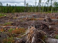 Greenpeacen metsäasiantuntija Matti Liimatainen Kaupinvaaran luonnonmetsän hakkuilla. Kaupinvaaran luonnonmetsän hakkaaminen selluksi kertoo laajemmasta ongelmasta: Orpon hallitus epäonnistui vanhojen metsien suojelussa eivätkä metsäyhtiöt ota asiasta vastuuta.