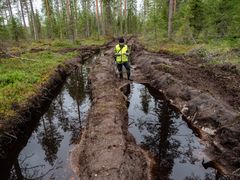 Greenpeacen metsäasiantuntija Matti Liimatainen tutkimassa Kaupinvaaran hakattua luonnonmetsää. Avo- ja harvennushakkuiden kohteeksi joutui myös kosteita korpimetsiä, joita myllättiin törkeästi metsäkoneiden ajourilla.