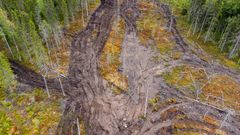Metsähallitus hakkasi Kaupinvaaran luonnonmetsän lintujen pesimäaikaan. Kaupinvaarasta tunnettiin muun muassa alueellisesti uhanalainen kuukkeli ja pohjantikka.