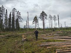 Metsäliikkeen aktivistien seurannassa kävi ilmi, että UPM:n Pietarsaaren sellutehtaalle tuotiin puuta Kainuussa kesäkuussa tapahtuneissa luonnonmetsähakkuista. Yhtiö ei kysyttäessä myöntänyt ostavansa puuta kyseisiltä hakkuilta.
