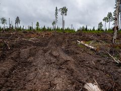 Metsähallituksen hakkuujälkeä Kaupinvaaran luonnonmetsässä. Metsästä tunnettiin runsas uhanalaisten ja silmälläpidettävien vanhojen metsien sammal-, jäkälä- ja lintulajisto.