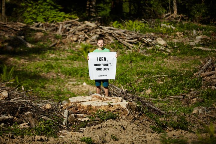 Greenpeacen aktivisti hakatussa Rusca Montanăn luonnonmetsässä Romanian Karpaateilla. Tänään julkaistu selvitys paljastaa, että Ikean alihankkijat ostivat puuta metsän hakkuista.