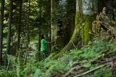 Rusca Montanăn luonnonmetsässä Karpaateilla elää jopa 180-vuotiaita puita. Tänään julkaistu raportti todistaa, että Ikean alihankkijat ostivat puuta Rusca Montanăn hakkuista.