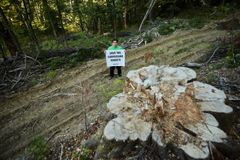 Greenpeace aktivisti Rusca Montanăn luonnonmetsässä Karpaateilla. Ikean alihankkijat ostavat puuta luonnonmetsän hakkuista.