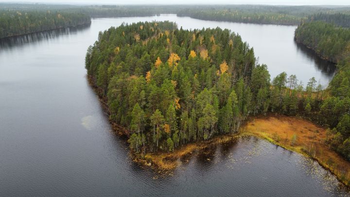 Valtio on aikeissa hakata Iso-Valkeisen luonnonmetsän Kuhmossa. Metsävahdit valvovat metsää alkavien hakkuiden varalta.