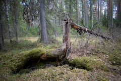 Elina Ilves vahtii Säkkisennevan luonnonmetsää Kivijärvellä. Metsästä on löydetty useita uhanalaisia lajeja, mutta valtio suunnittelee sinne avohakkuita.