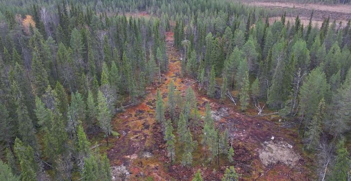 Metsä Group on valmistellut Kemijärven Honkakappaleenojan luonnonmetsän tulevia avohakkuita hakkaamalla metsään tielinjan ja kääntöpaikan.