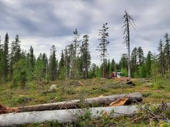 Metsä Group hakkasi monisatavuotiaan luonnonmetsän kesäkuussa Sallassa. Metsä kuuluu FSC-sertifikaattiin ja on sijoitusrahasto Dasos Capitalin omistama.