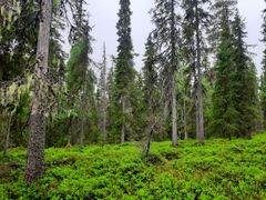 Avohakattavaksi merkittyä Kiimavaaran luonnonmetsää Kemijärvellä.