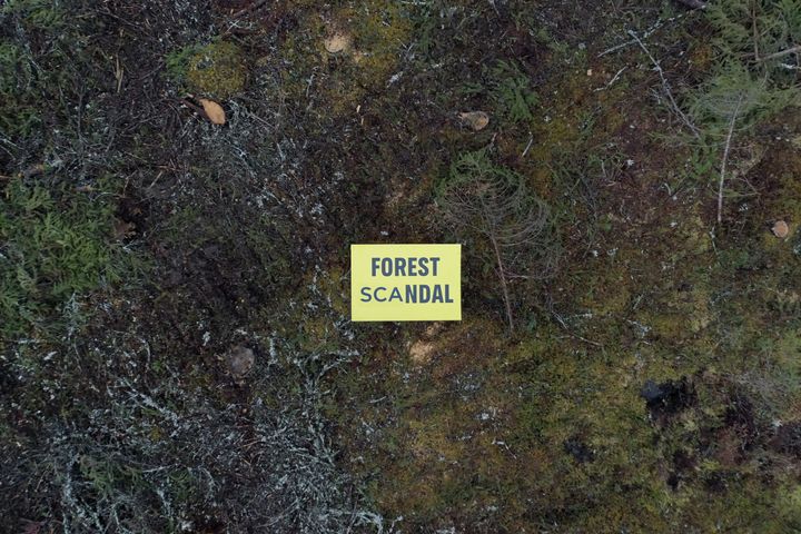 Ruotsalainen metsäjätti SCA on jäänyt toistuvasti kiinni luonnonmetsien hakkuista Ruotsissa.