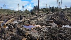 Metsäyhtiö SCA:n avohakkuut luonnonmetsässä Ruotsissa lokakuussa 2025.