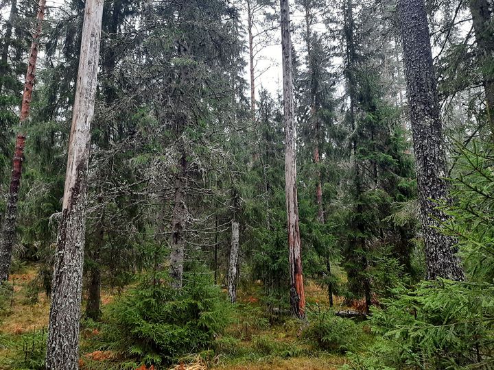 Kyynelmyksenniemen metsät ovat tärkeitä monille uhanalaisille lajeille. UPM aikoo hakata metsät ympäristöjärjestöjen vastustuksesta huolimatta.