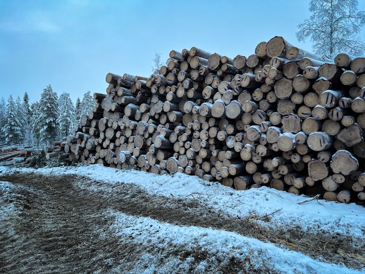 Aktivistit löysivät tukkipinoista jopa 150–215 -vuotiaita puita.