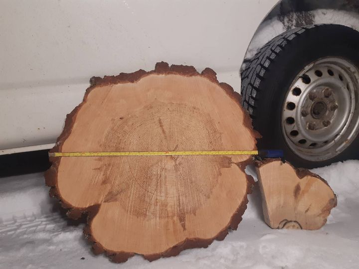 Aktivistit löysivät Ylimmäisensuon luonnonmetsähakkuilta puupinosta 215-vuotiaan männyn.