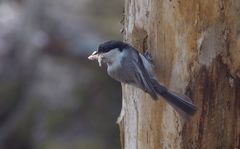 Erittäin uhanalaiset hömötiaiset ovat vähentyneet Suomessa jopa 60 prosenttia viimeisten 30 vuoden aikana vanhojen metsien hakkuiden takia. Metsähallituksen hakkuulistalla oleva Pitkäkorven luonnonmetsä Kivijärvellä on hömötiaisen asuttama.