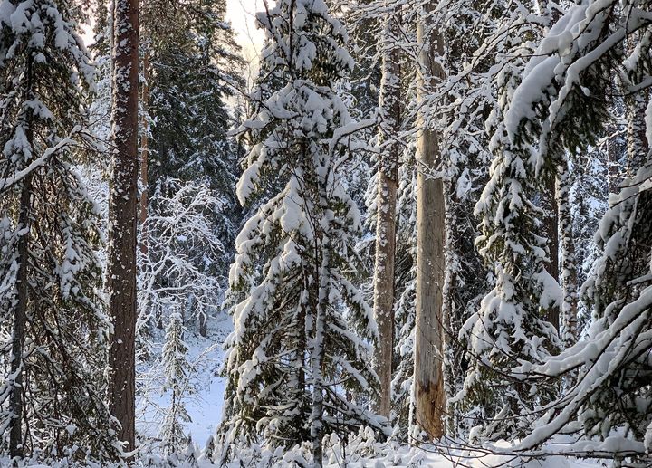 Karttimonjoen luonnonmetsä Suomussalmella on yksi uhatuista 70 metsästä. Karttimonjoen luonnontilaisen kaltaisista metsistä on tehty 176 havaintoa uhanalaisista ja silmälläpidettävistä lajeista.