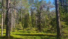 Rovaniemen Lomperoselän kaltaisten luonnonmetsien hakkaaminen tarkoittaisi seudun erämaaluonteen lopullista hävittämistä ja lukuisten uhanalaisesiintymien tuhoamista. Se olisi myös valtava menetys suojelualueiden ekologisen kytkeytyneisyyden kannalta.