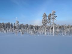 Metsähallitus on tehnyt uuden hakkuuilmoituksen Kaupinlammen luonnonmetsään Suomussalmelle. Suojelematon vanha metsä rajautuu Riuskanselkosen suojelualueeseen ja suojeltuun avosuohon. Soiden ja metsien luonnontilaiset reunavyöhykkeet ovat tutkimusten mukaan tärkeitä ekosysteemejä.