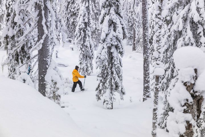 Vapaaehtoiset metsävahdit tarkkailevat luonnonmetsiä, joihin on tehty metsänkäyttöilmoitus. Kuva Portinvaarasta Suomussalmelta valtion metsästä helmikuussa 2026.