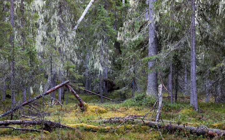 Suojelematonta luonnonmetsää valtion mailla Suomussalmen Karttimonjoella. Tämä luonnonmetsä ei päässyt Metsähallituksen suojelulistalle.