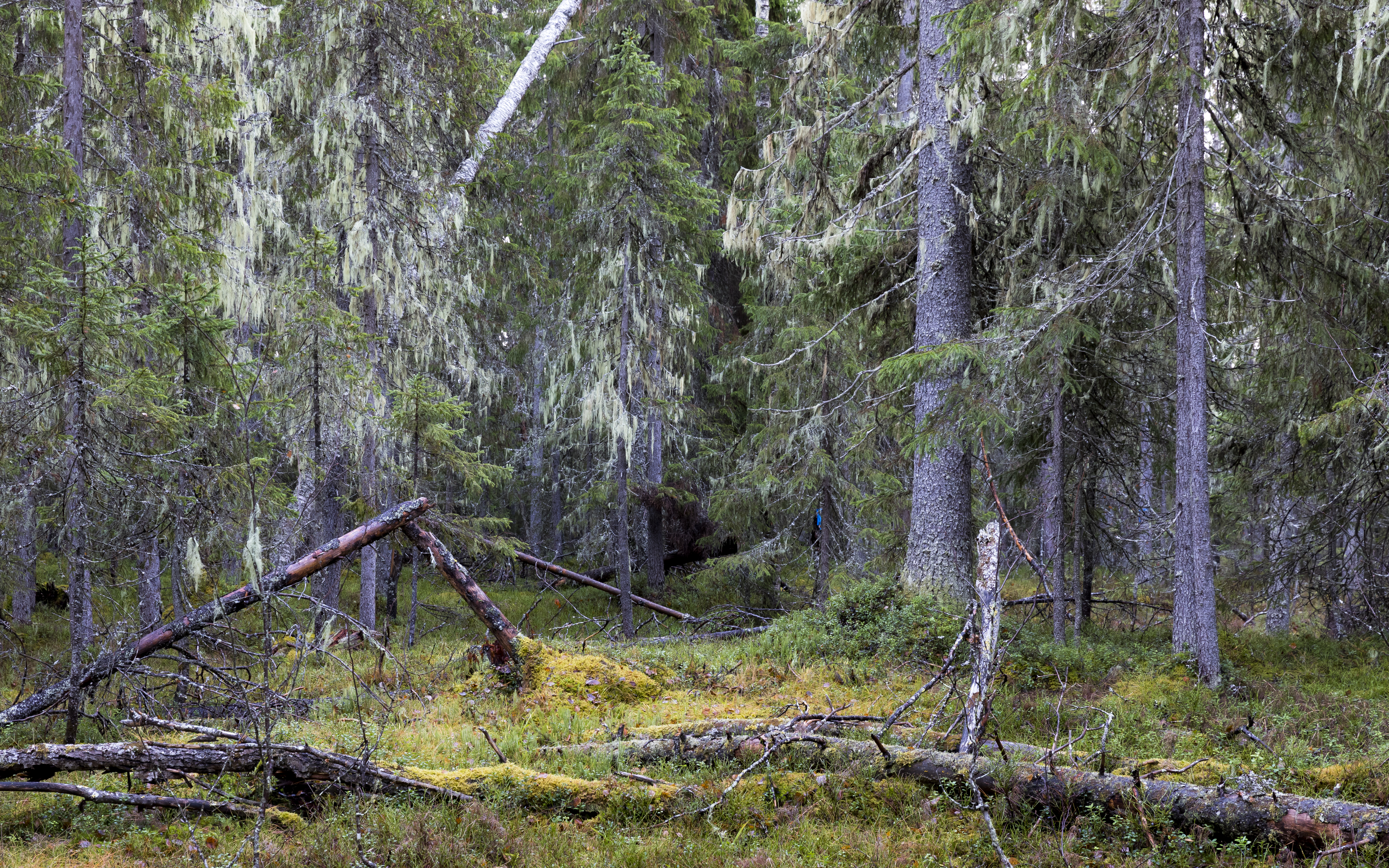 Metsähallituksen suojeluesitys kohtaa kritiikkiä Etelä-Suomen vähäisistä pinta-aloista