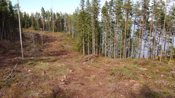 UPM avohakkasi Pajukaarteen luonnonmetsän Saimaan rannalla. Osa avohakkuusta tehtiin suojelualueella.