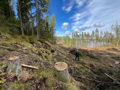 Pajukaarteen luonnonmetsän tilalla on nyt hakkuuaukko. Metsä oli monimuotoisuudeltaan rikasta luonnonmetsää Saimaan rannalla.