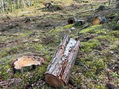 UPM:n avohakkaama Pajukaarteen luonnonmetsä oli järeää kuusikkoa, josta löytyi runsaasti kilpikaarnaisia aihkimäntyjä, keloja ja lahopuuta.