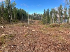 UPM ei ole suostunut luopumaan hakkuista monimuotoisuudeltaan arvokkaissa luonnonmetsissä.