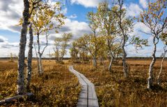 Viiankiaavan soidensuojelualueen Natura2000-suojelusta poikkeaminen olisi vaarallinen ennakkotapaus, joka avaisi kaivosyhtiöille tien myös muille luonnonsuojelualueille.