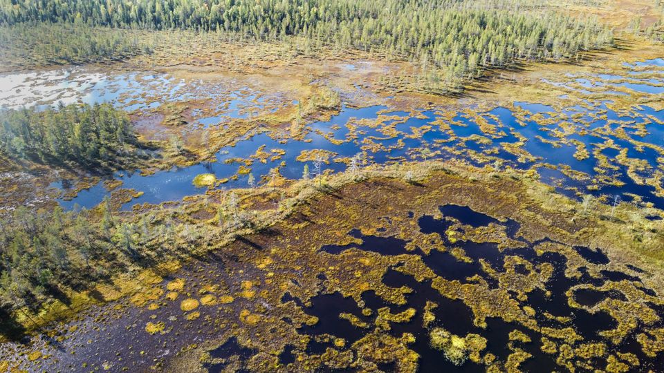 Sodankylän Viiankiaapa on kaksinkertaisesti suojeltu aapasuoalue, joka tunnetaan linnustostaan ja arvostettuna retkeilypaikkana. Sakatti Mining Oy kaavailee monimetallikaivosta suojelualueen alle. Sanni Lahtinen / Greenpeace