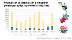 Kotimaisten poimijoiden osuus Suomessa kerätyistä luonnonmarjoista on kasvanut vuosina 2024-25.