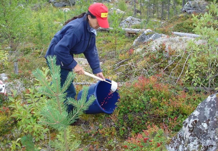 Kotimaisin voimin kerätyt luonnonmarjamäärät ovat viime vuosina kasvaneet. Jotta kotimaista luonnonmarjaa saadaan jalostukseen, tarvitaan ulkomaalaisia poimijoita. Thaimaalaiset poimijat työskentelevät työsuhteessa kausityöläisinä.