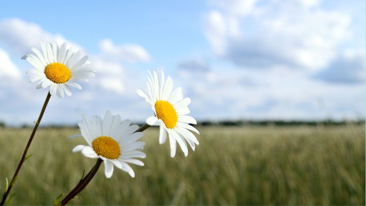 Kuvassa on kolme valko-keltaista päivänkakkaraa ja taustalla näkyy peltomaisema.
