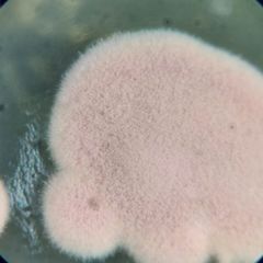 Trititrachium. Pesäkkeet kasvavat hitaasti, pieni samettinen vaaleanpunainen/violetti pesäke. Itiöitä muodostavat solut voivat olla jopa 200 µm pitkiä, jonka säännöllisesti mutkitteleviin zig-zag kiharaisiin varsiin itiöt kiinnittyvät. Havaitaan yleisimmin keraamisissa rakennusmateriaaleissa mutta myös maaperässä.